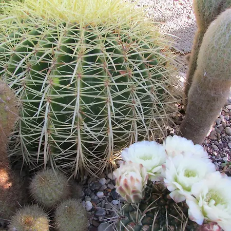 Li Putti Luxury Oda ve Kahvaltı